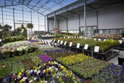 bloemen en planten vvbvanbree     1116